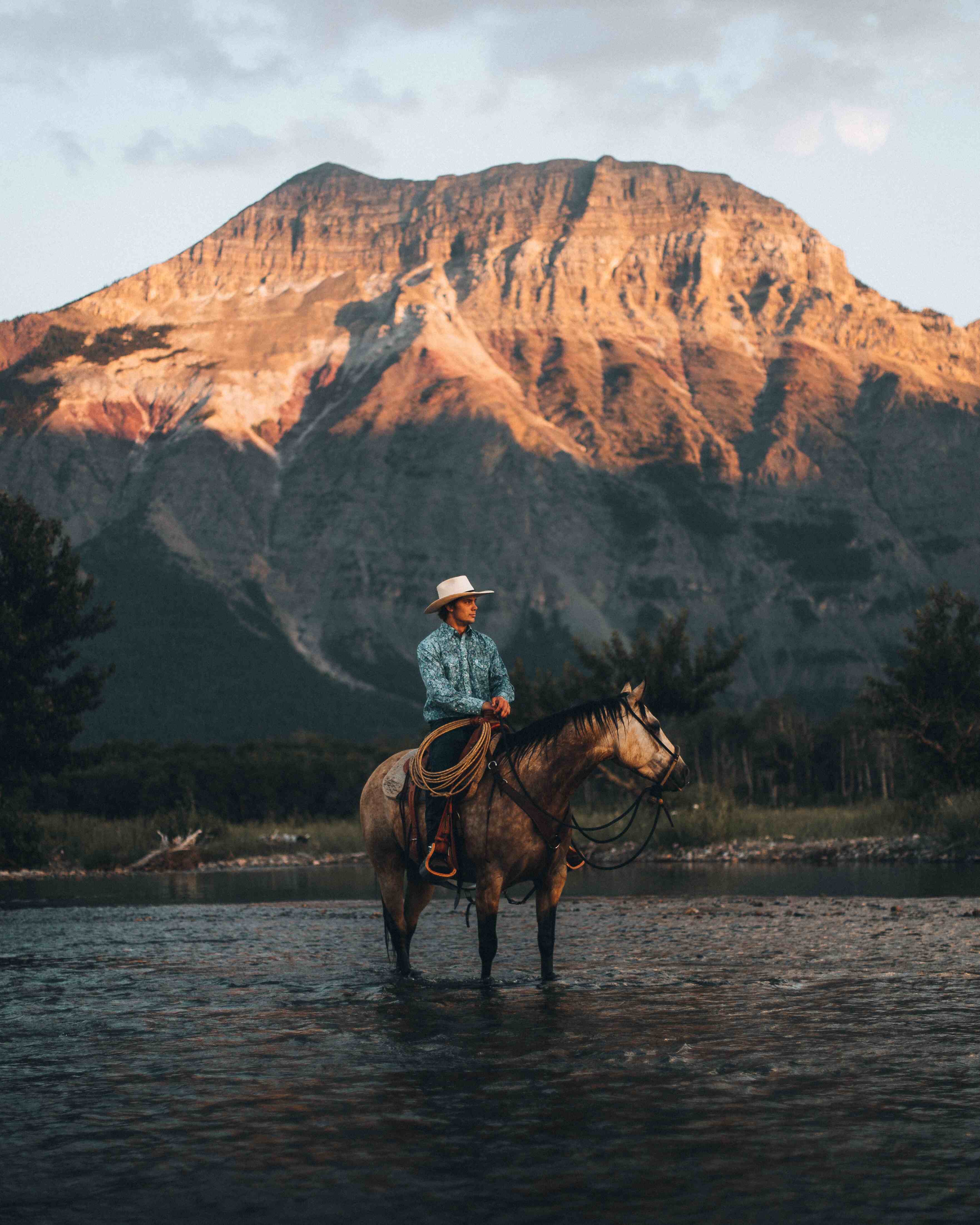 Horse Image