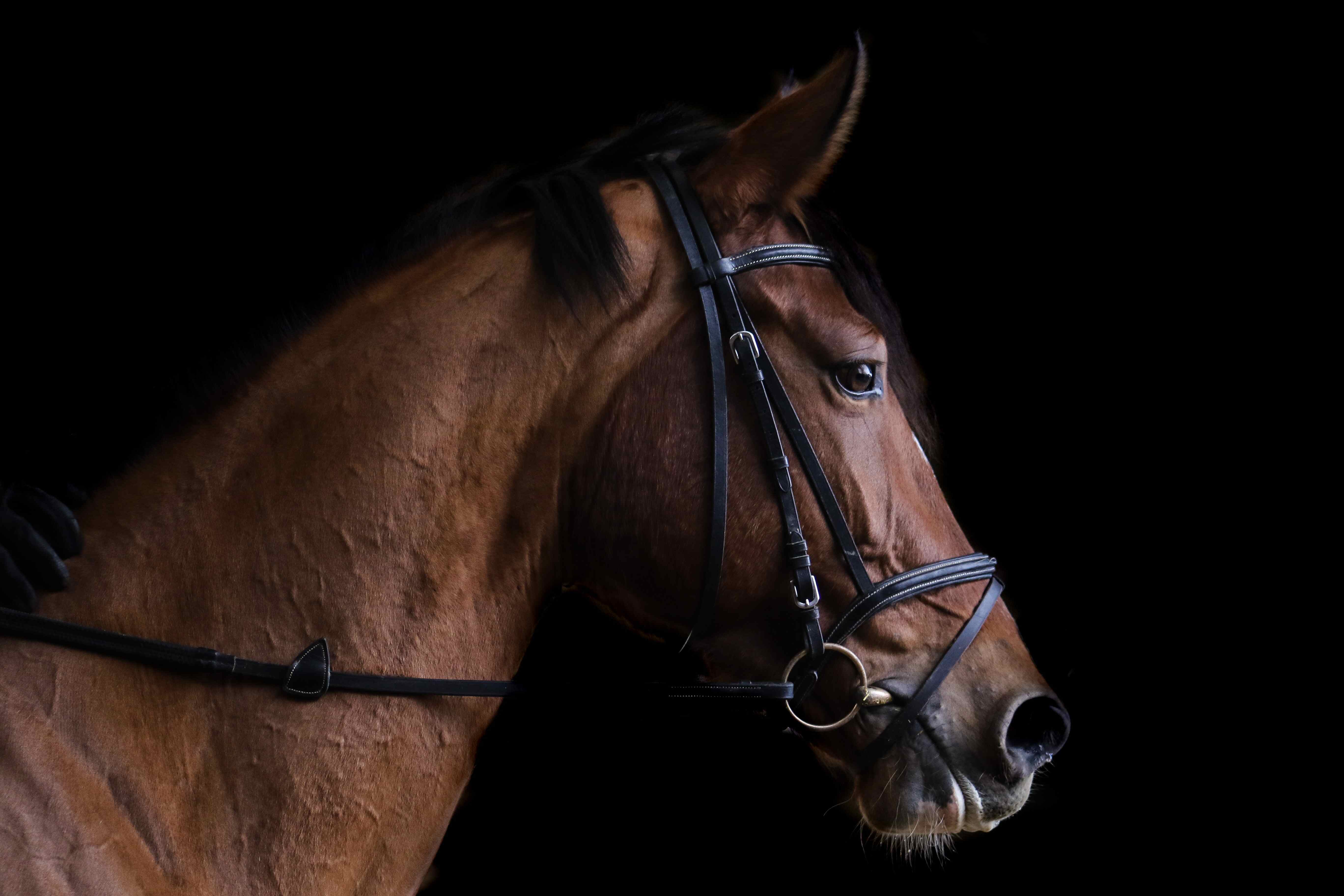 Horse Image